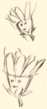 File:K64 Flora credits sketch.png
